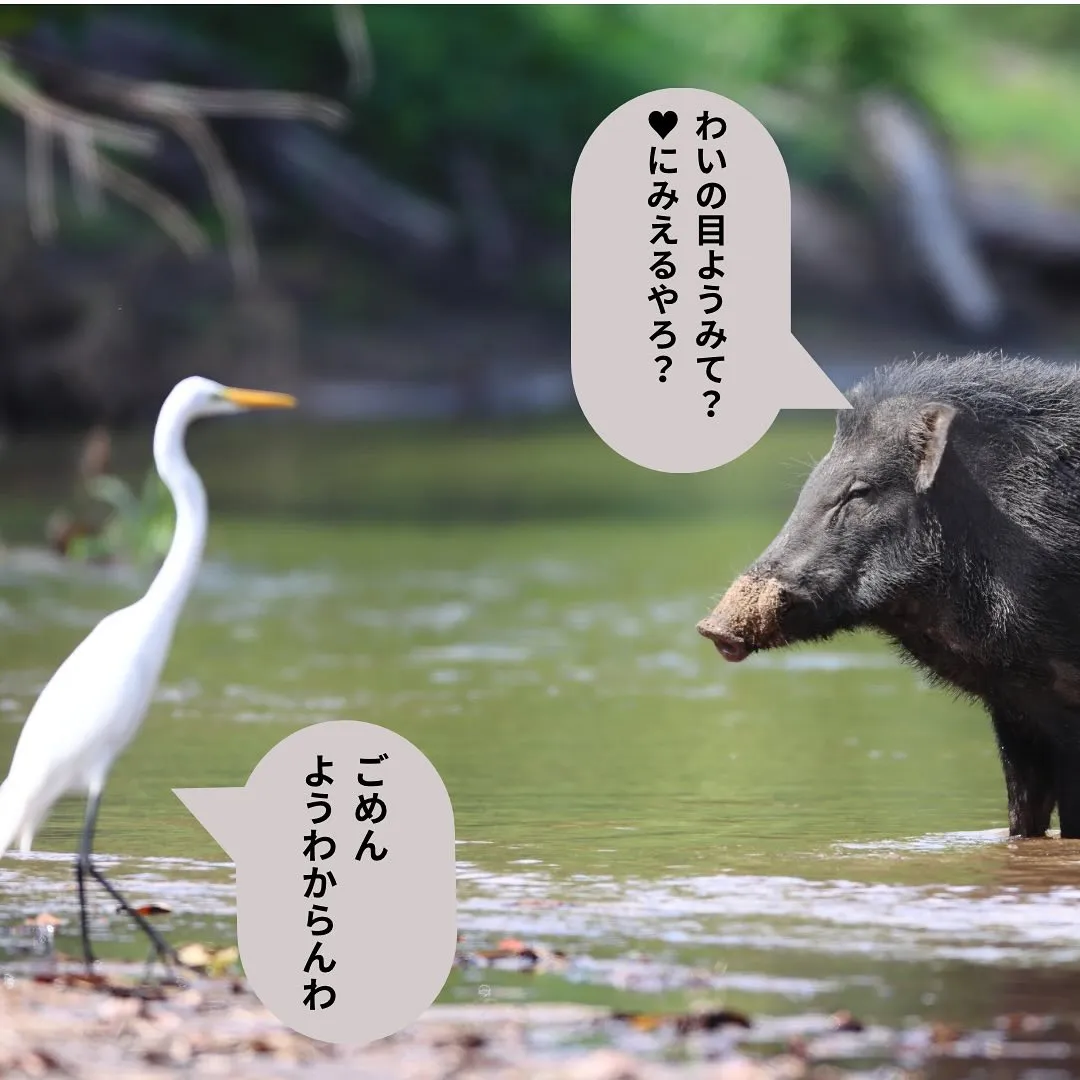 あっさりソースの安定感!みなみの猪イノメバーガーです。